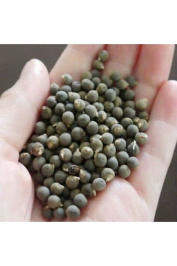 Balıkesir Tohum Bamya Tohumu Yerli 1 Kg (İlaçsız- Yenilebilir) 1. Kalite Balıkesir Yeni Mahsül