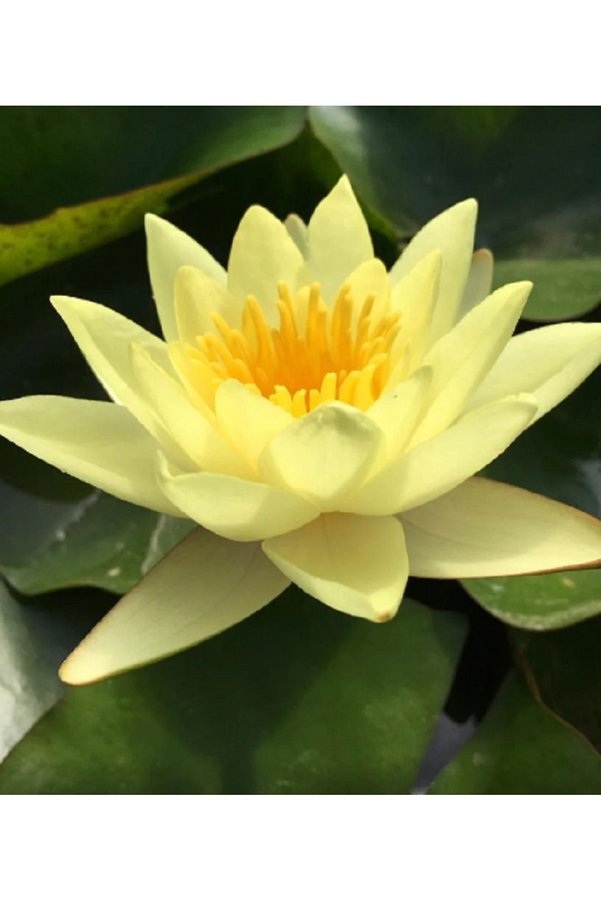 Serdar Çam Tohumculuk 3 Adet Sarı Renk Lotus Çiçeği Tohumu ( Nilüfer ) Lotus Tohumu