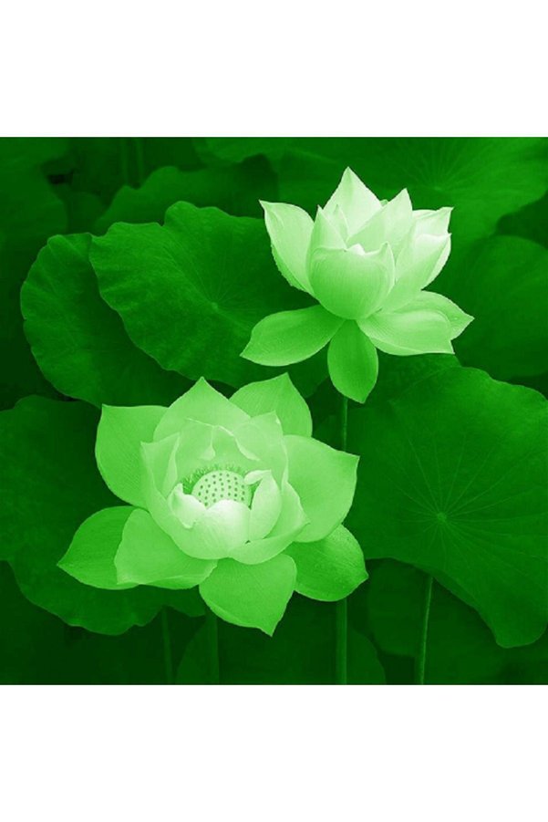 Serdar Çam Tohumculuk 3 Adet Yeşil Renk Lotus Çiçeği Tohumu ( Nilüfer ) Lotus Tohumu