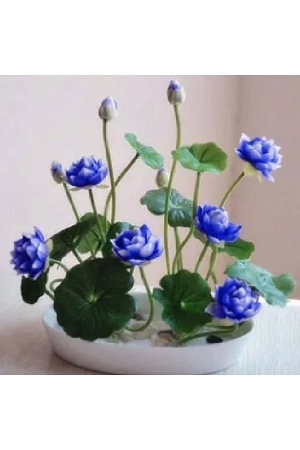 Prestijiseed 3 Adet Nadir Mavi Uzak Doğu Kase Lotus Çiçeği Tohumu Mavi Lotus Tohumu