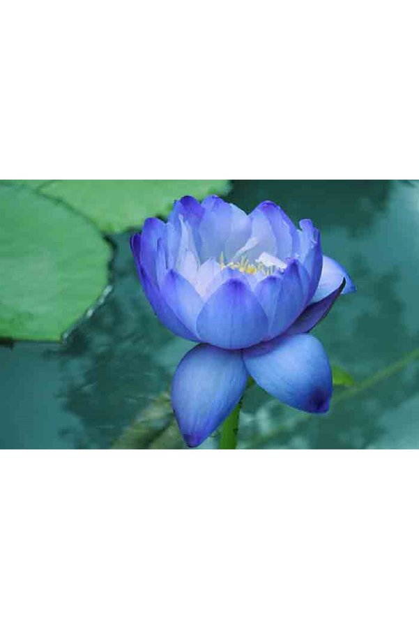 Prestijiseed 3 Adet Nadir Mavi Uzak Doğu Kase Lotus Çiçeği Tohumu Mavi Lotus Tohumu