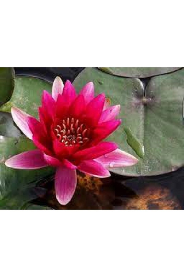 Prestijiseed 5 Adet Kırmızı Kase Lotus Tohumu Kutsal Kase Lotus Çiçeği Tohumu