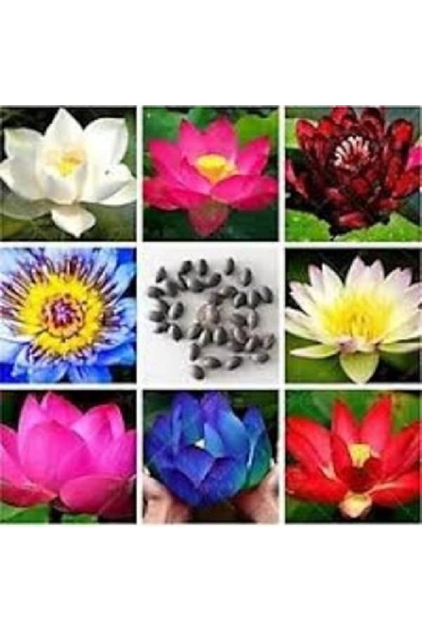 Prestijiseed 3 Adet Nadir Sarı Uzak Doğu Kase Lotus Çiçeği Tohumu Sarı Lotus Tohumu