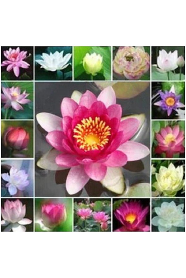 Prestijiseed 3 Adet Nadir Sarı Uzak Doğu Kase Lotus Çiçeği Tohumu Sarı Lotus Tohumu