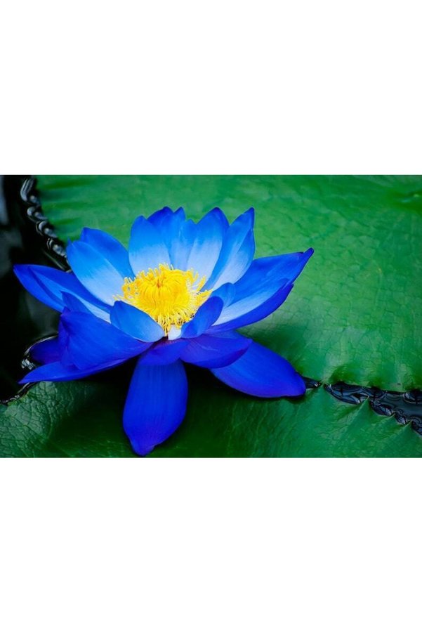 Prestijiseed 3 Adet Nadir Mavi Uzak Doğu Kase Lotus Çiçeği Tohumu Mavi Lotus Tohumu