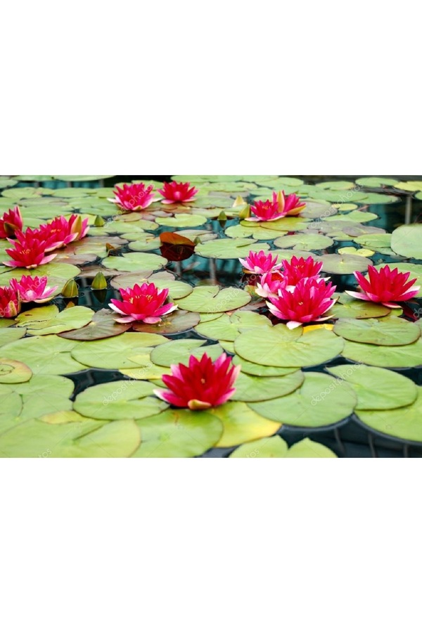 Prestijiseed 3 Adet Kırmızı Kase Lotus Tohumu Kutsal Kase Lotus Çiçeği Tohumu