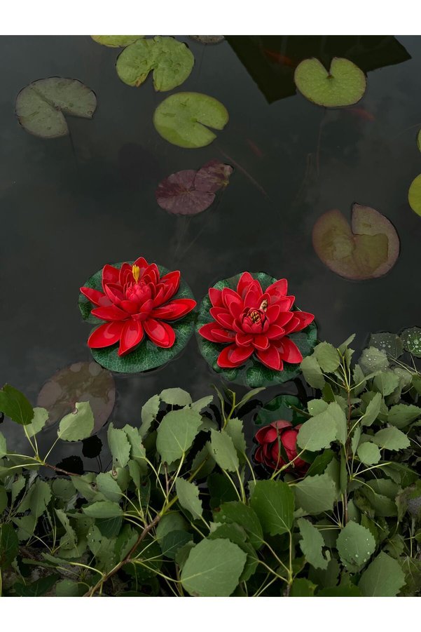 Prestijiseed 5 Adet Kırmızı Kase Lotus Tohumu Kutsal Kase Lotus Çiçeği Tohumu