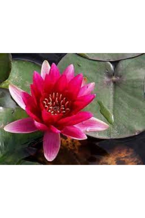Prestijiseed 3 Adet Kırmızı Kase Lotus Tohumu Kutsal Kase Lotus Çiçeği Tohumu