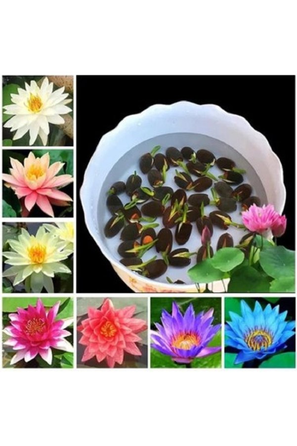 Prestijiseed 3 Adet Nadir Sarı Uzak Doğu Kase Lotus Çiçeği Tohumu Sarı Lotus Tohumu