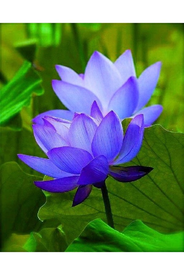 Prestijiseed 3 Adet Nadir Mavi Uzak Doğu Kase Lotus Çiçeği Tohumu Mavi Lotus Tohumu