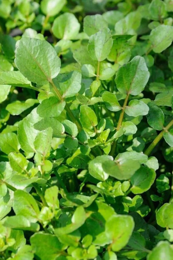 Ethab Ticaret Glb-Stl41414 Roka Tohumu 10 Gr