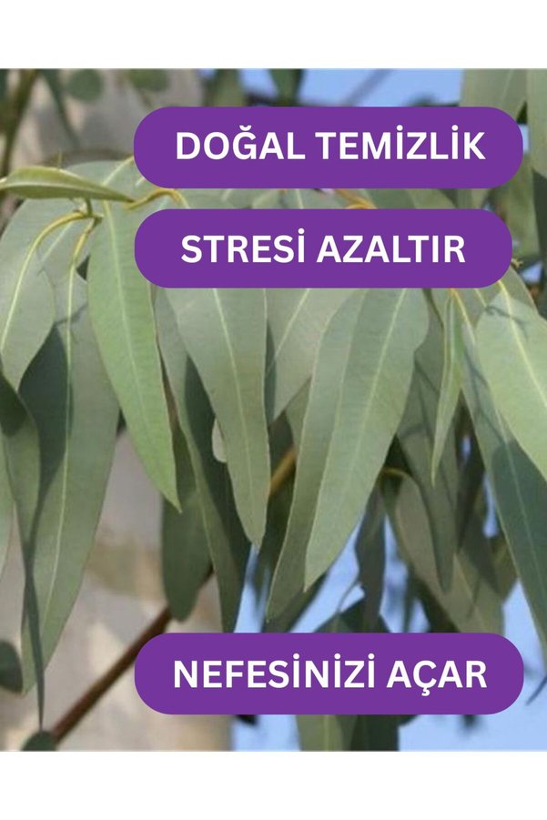Roseville Okaliptus Uçucu Yağı %100 Saf Ve Doğal 10 Ml