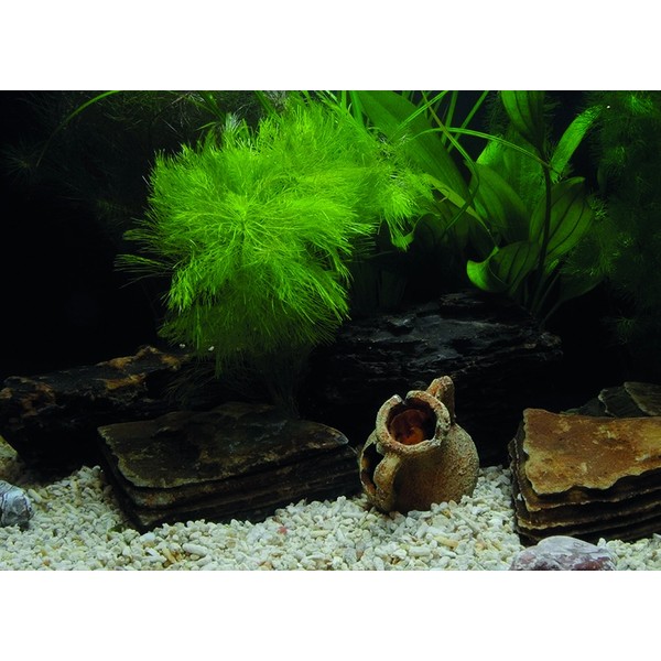 Kanki Pet KP5540033 Akvaryum Arka Fon Yapıştırma 55 x 40 cm