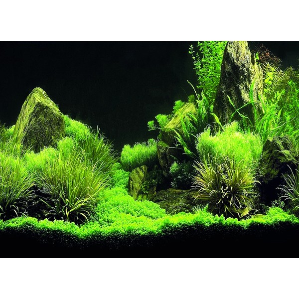 Kanki Pet KP5540035 Akvaryum Arka Fon Yapıştırma 55 x 40 cm