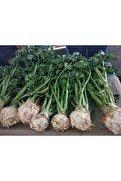 Arzuman Tohumculuk Yerli Kereviz Tohumu - Açık Tohum 20 Gr