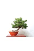 Bade Shop 5 Adet  - Karaçam  Ağacı Tohumu Bonsai Ağacı Tohumu - Pinus Nigra