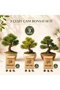 Bade Shop 3 Çeşit Çam Bonsai Tohum Seti Karaçam Sarıçam Kızılçam 3+3+3 Toplam 9 Tohum