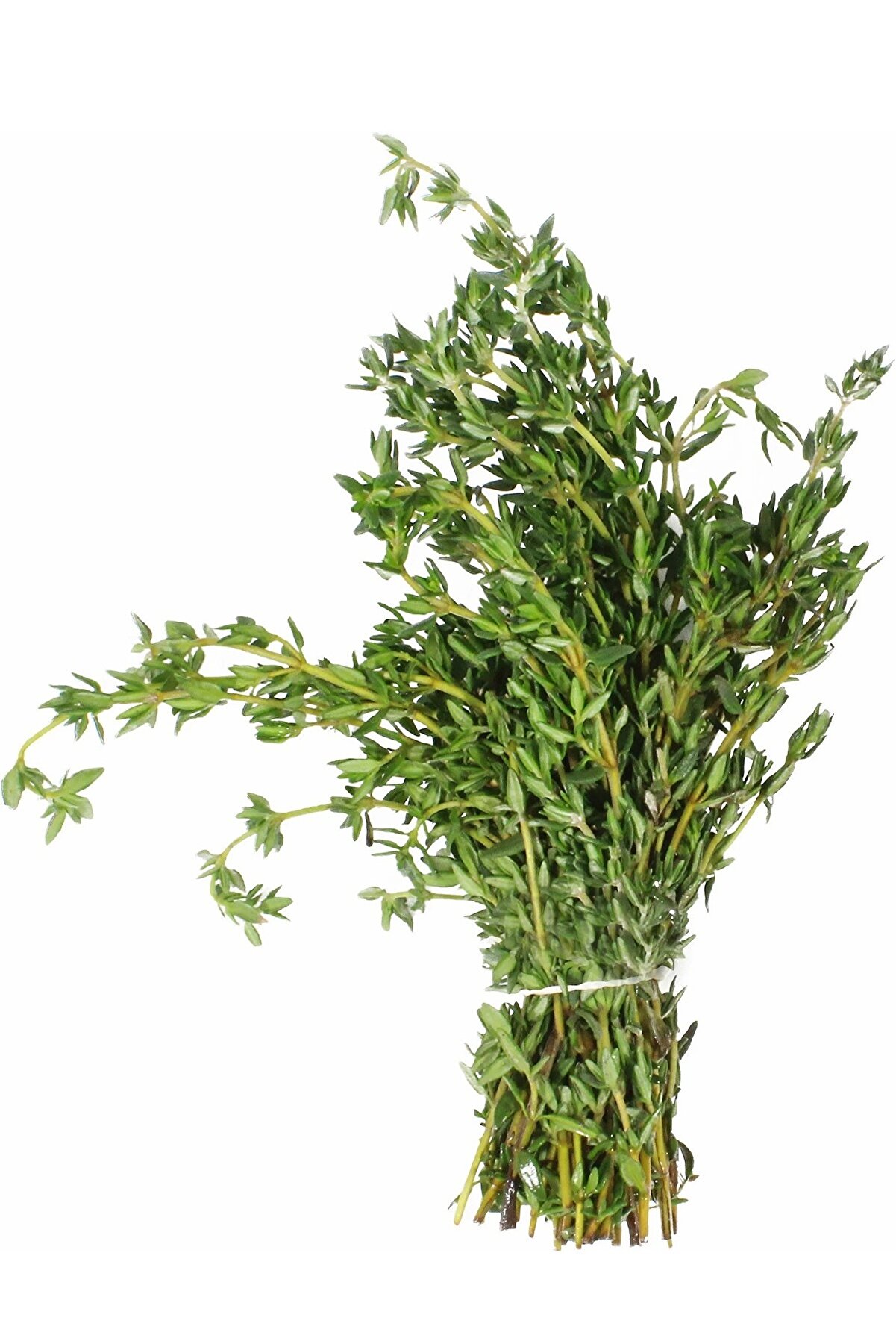 Ziraat Evim Yerli Taze Kekik Tohumu 100 Adet