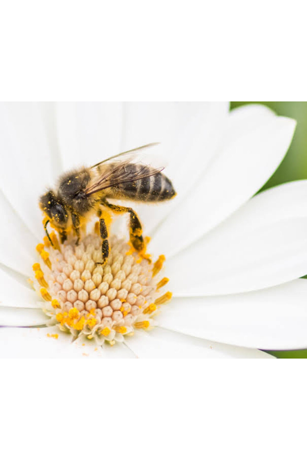 Mustafa Baloğlu Bal &Uuml;r&uuml;nleri̇ Karadeni̇z &Ccedil;i̇&ccedil;ek Balı (1400-1500 Kg)