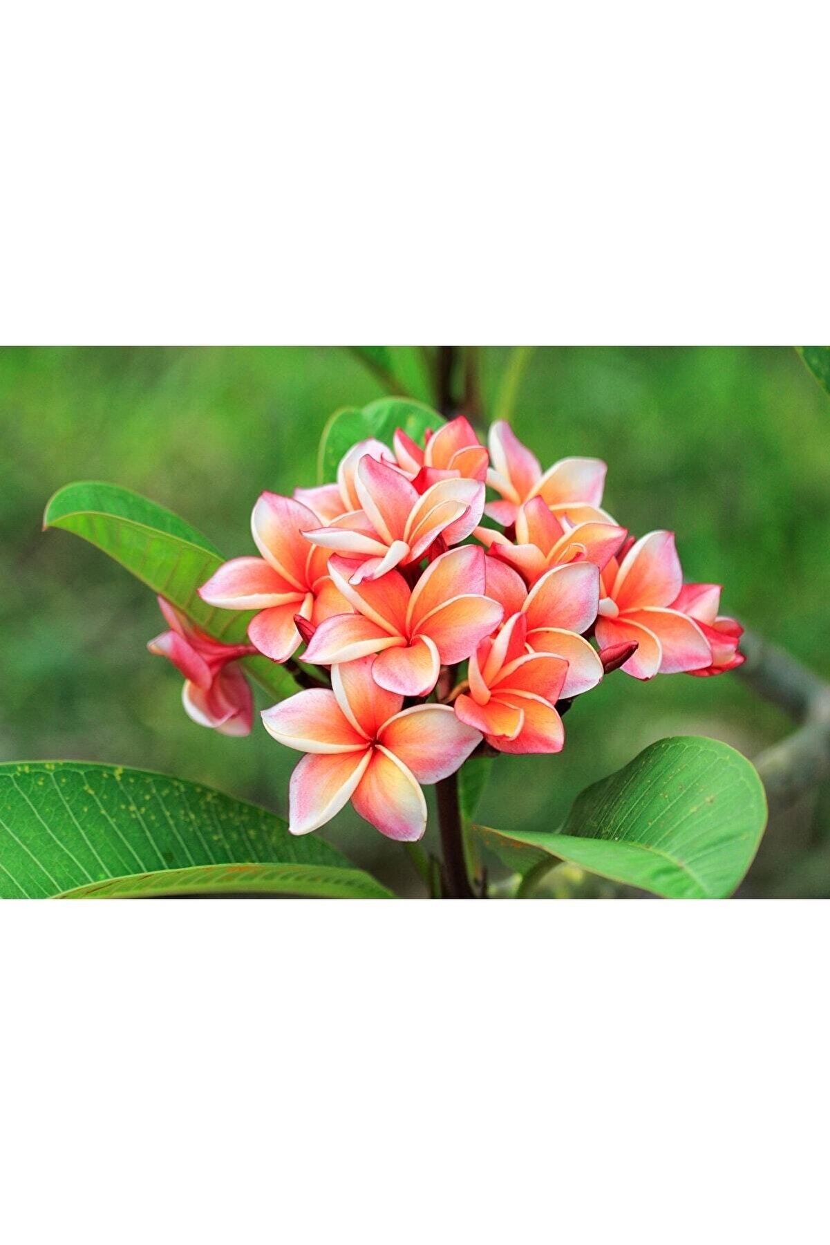 Karışık Renklerde 5 Adet Plumeri̇a Tohumu