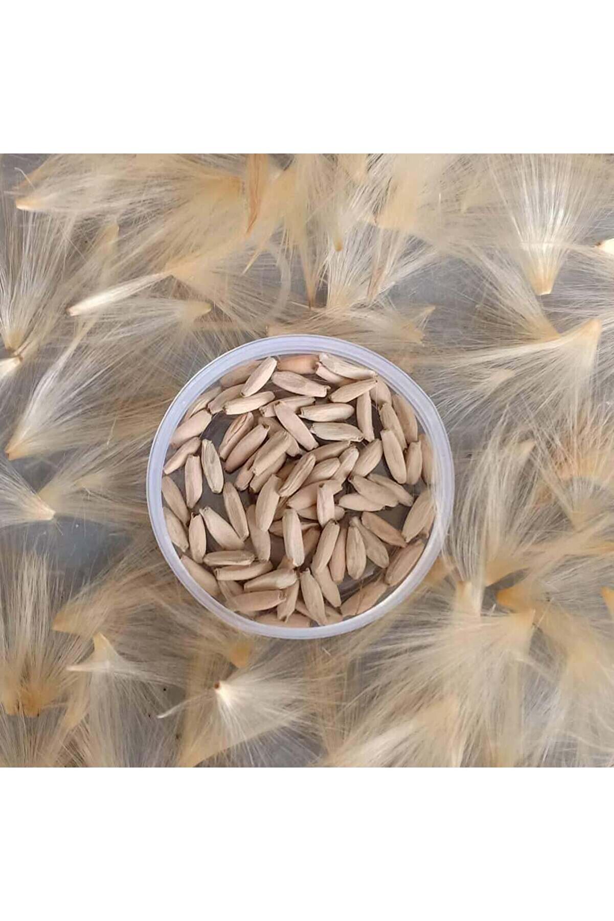 10 Adet Karışık Renklerde Adeni̇um Çöl Gülü Tohumu