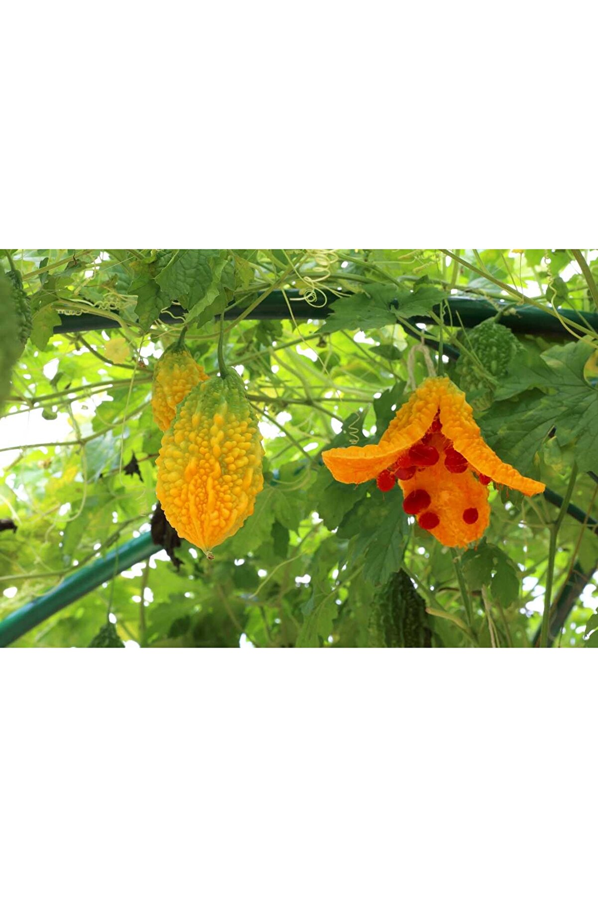 Mustafa Baloğlu Bal &Uuml;r&uuml;nleri̇ Organi̇k El Yapımı Kudret Narı Macunu 500 Gr.