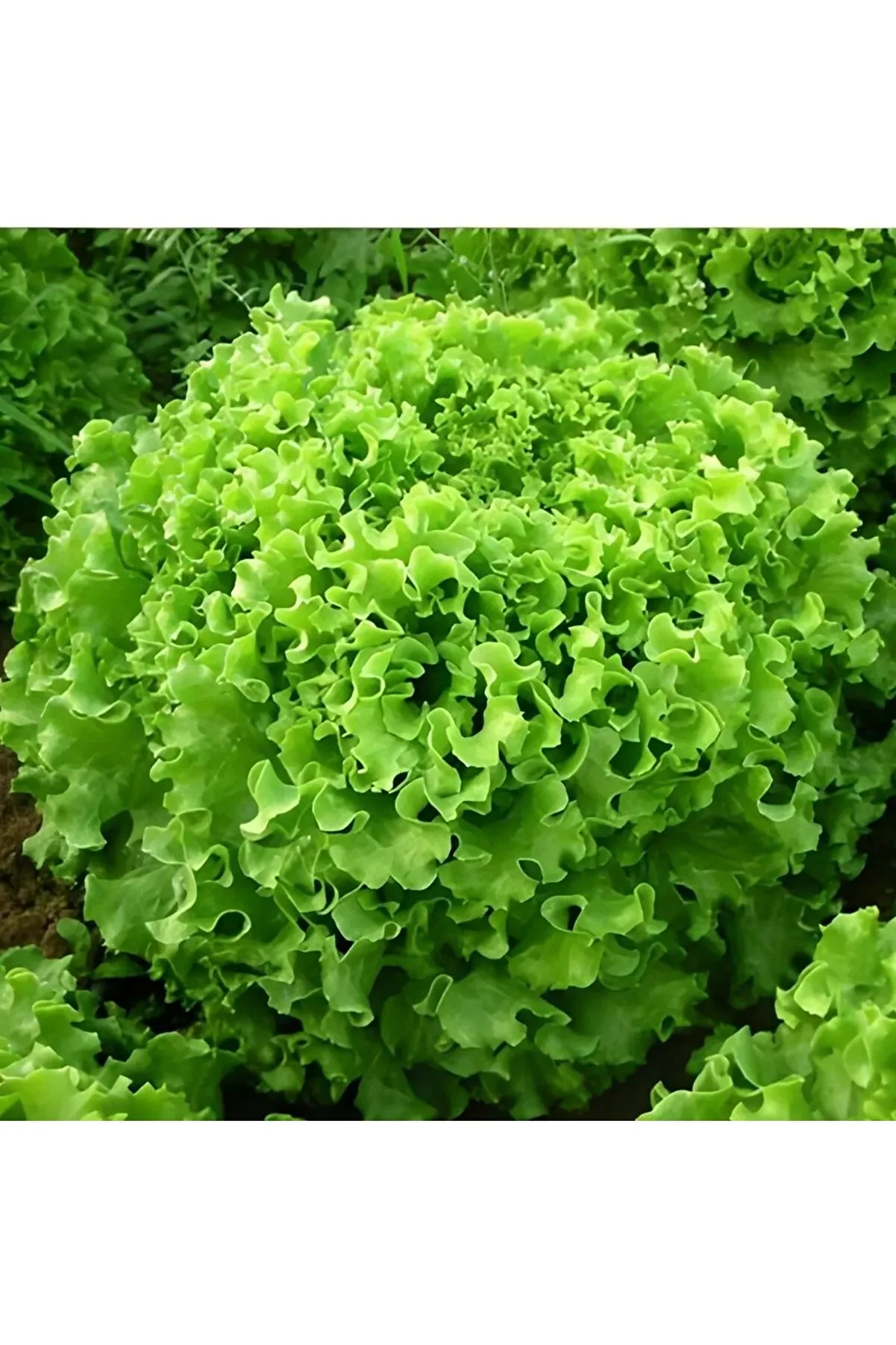 Marul Tohumu Kıvırcık İri̇ Göbekli̇ - 2500 Adet - Açık Yerli̇ Tohum