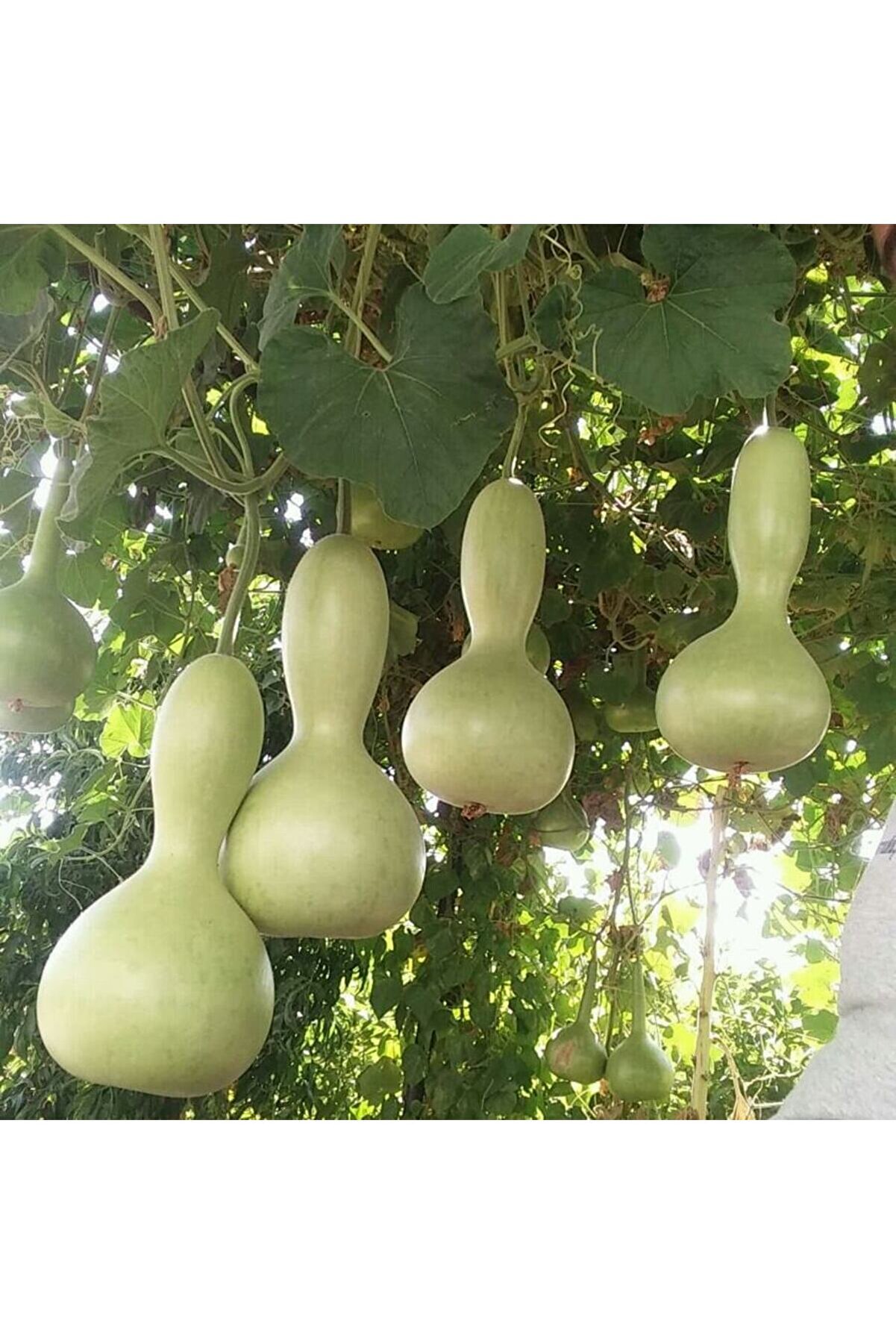 10 Adet Su - Et Kabağı Ata Yerli̇ Tohum