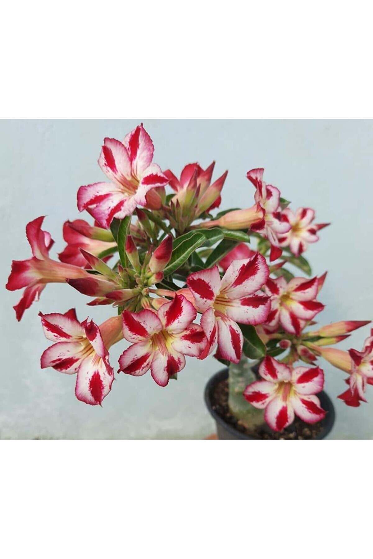 5 Adet Karışık Renklerde Adeni̇um Çöl Gülü Tohumu