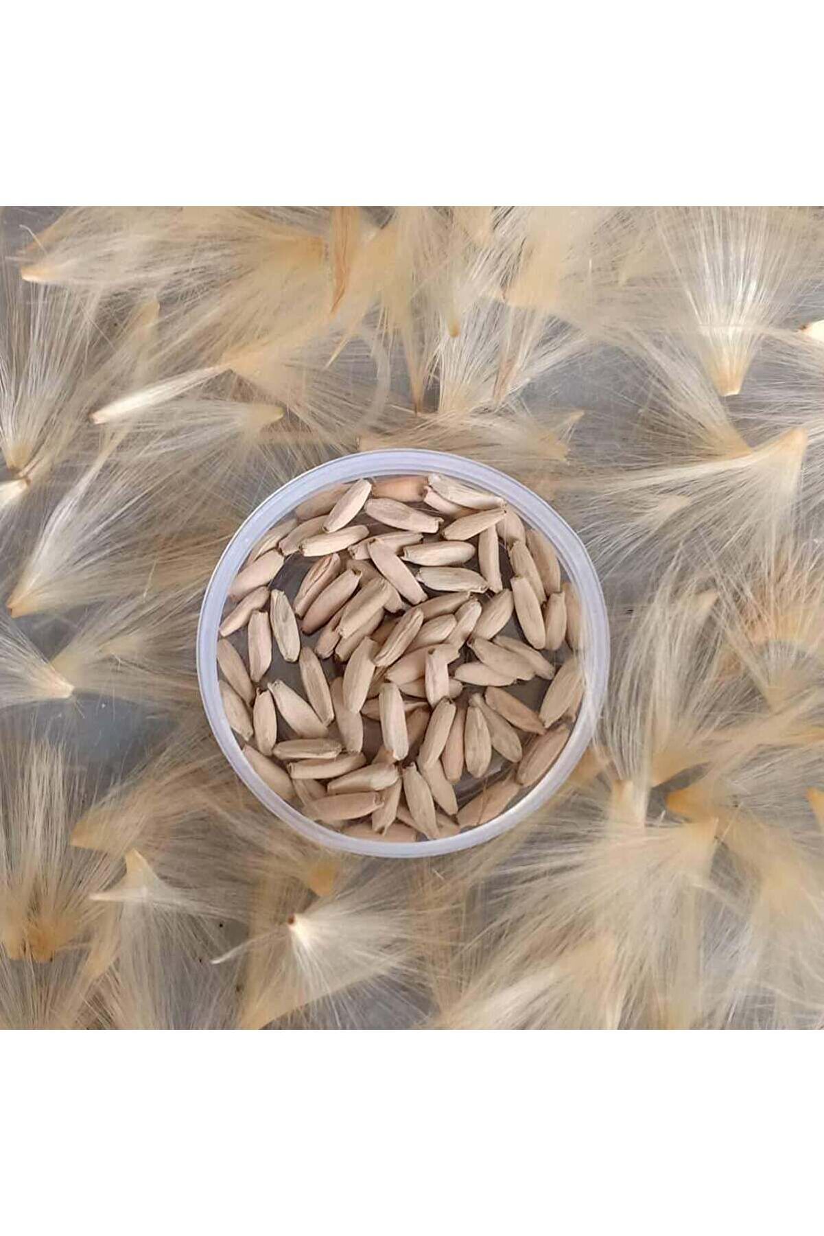 5 Adet Karışık Renklerde Adeni̇um Çöl Gülü Tohumu