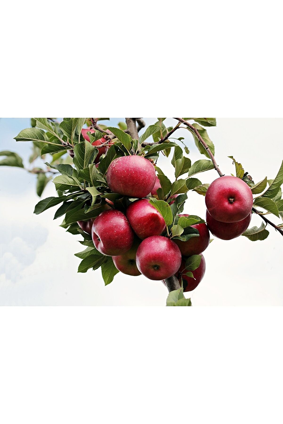 Mustafa Baloğlu Bal &Uuml;r&uuml;nleri̇ Doğal El Yapımı Elma Si̇rkesi̇