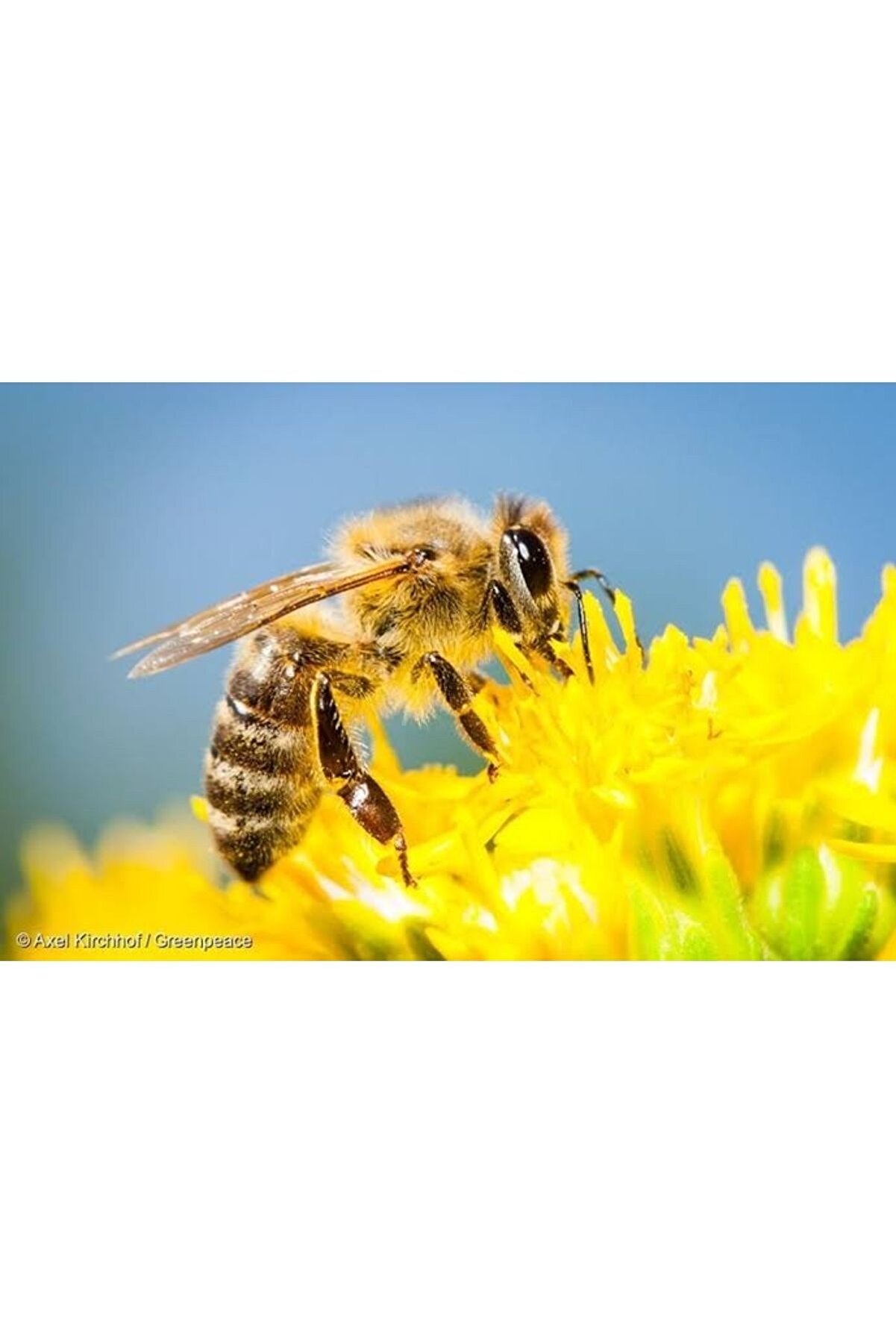 Mustafa Baloğlu Bal &Uuml;r&uuml;nleri̇ Muş &Ccedil;i̇&ccedil;ek Balı (Organi̇k-Şekersi̇z) 250 Gr.