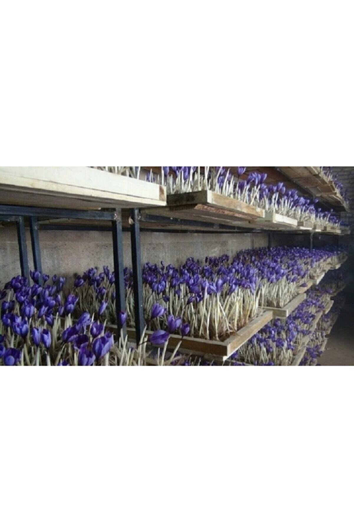 Iran Safran Soğanı 5 Adet