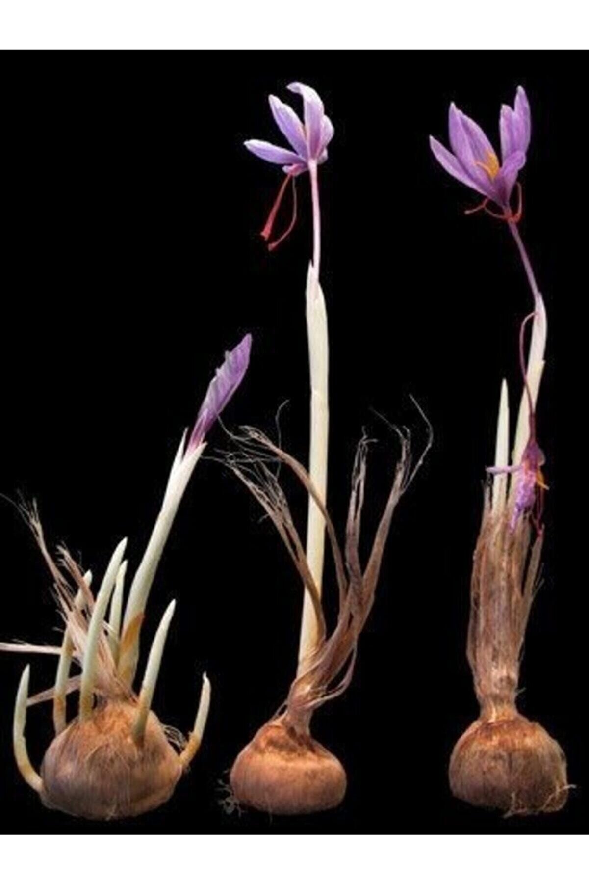 Iran Safran Soğanı 5 Adet