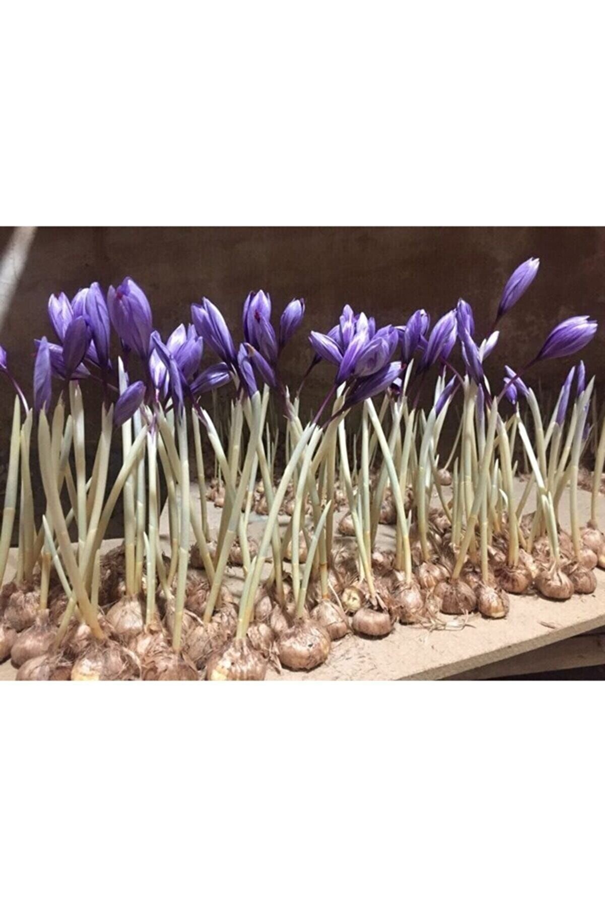 Iran Safran Soğanı 5 Adet