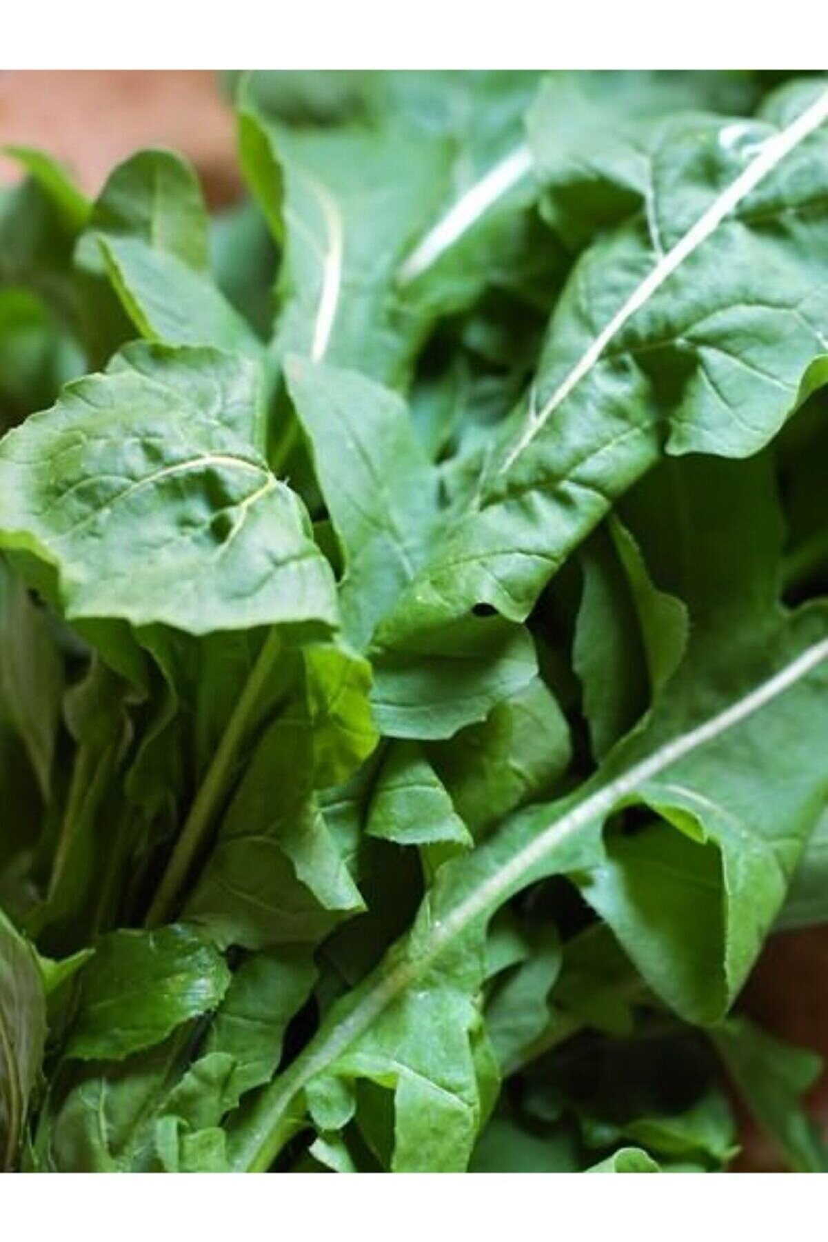 ERDEM GARDEN Doğal Yeşil Roka Sebze Tohumu 1000 Ad. Yerli Tohum