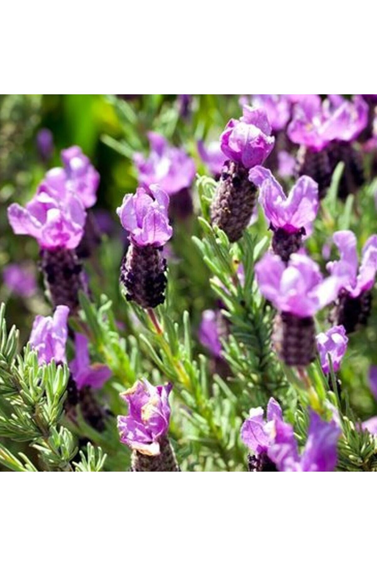 Bade Shop Doğal Karabaş Otu Tohumu - Lavandula Stoechas - Şifalı ve Aromatik Bitki Tohumu 50 Adet