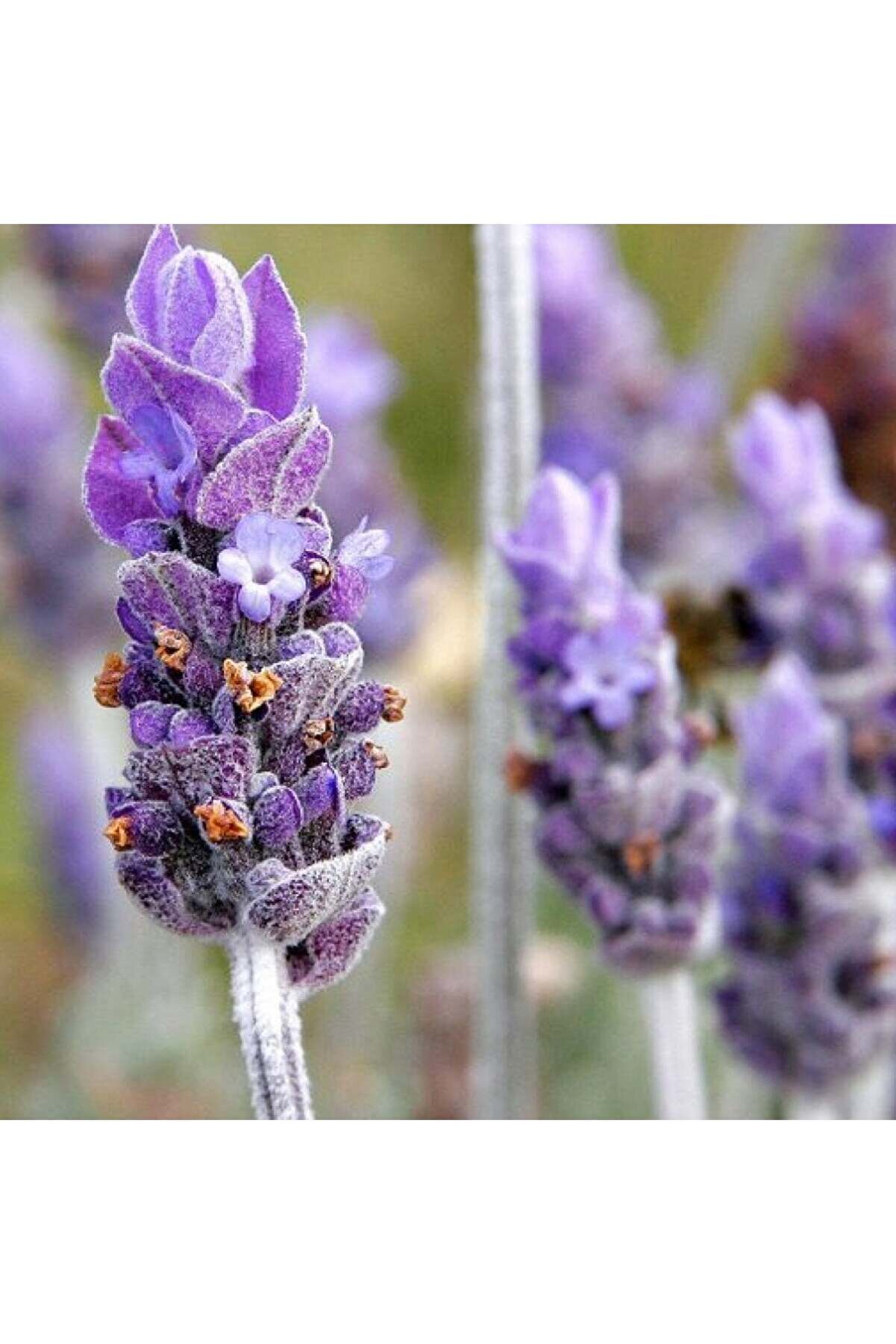Doğal Karabaş Otu Tohumu - Lavandula Stoechas - Şi̇falı Ve Aromati̇k Bi̇tki̇ Tohumu 50 Adet