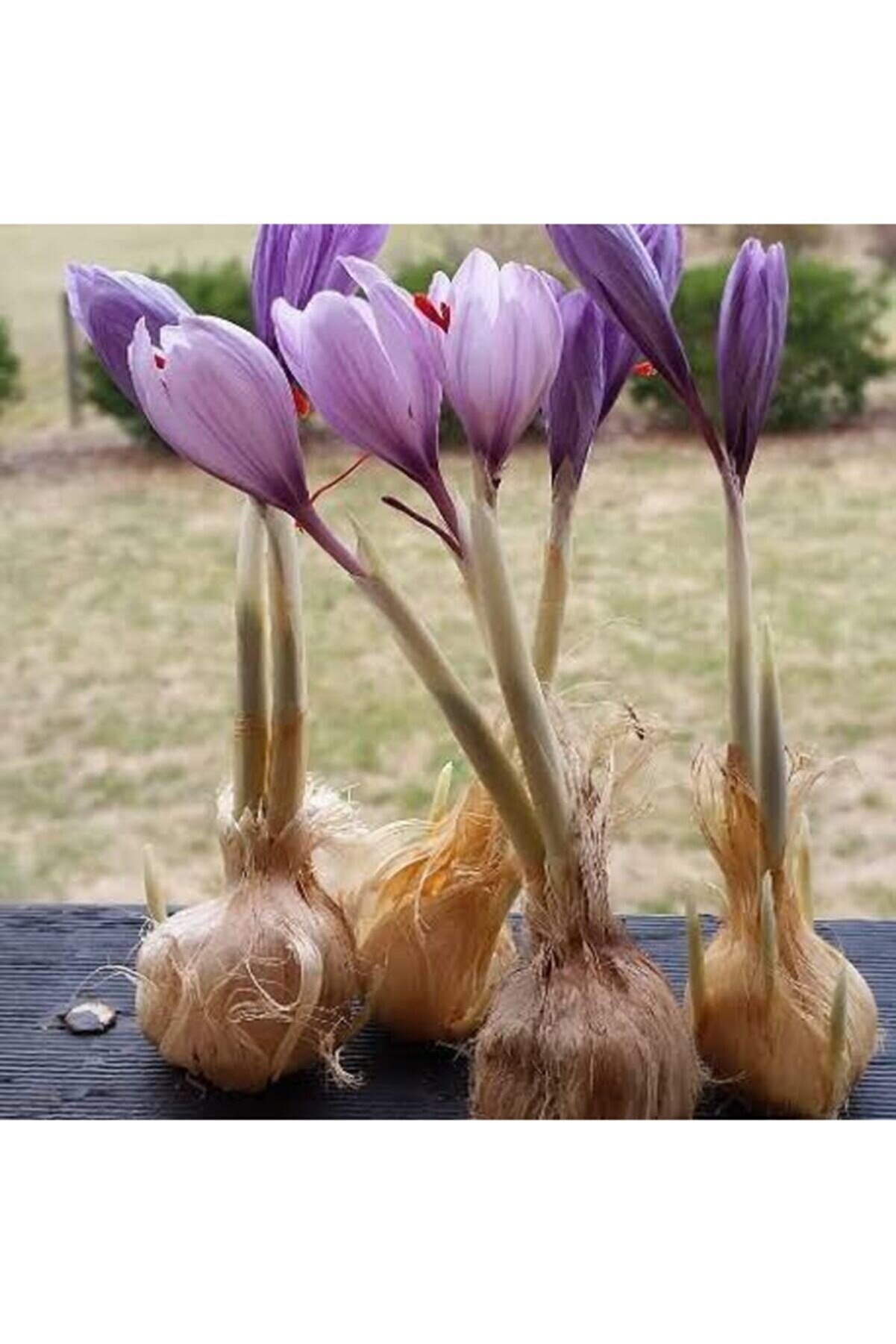 Iran Safran Çi̇çeği̇ Soğanı 10 Adet Orji̇nal Mi̇s Kokulu Soğan Ev Bahçe Içi̇n Ideal