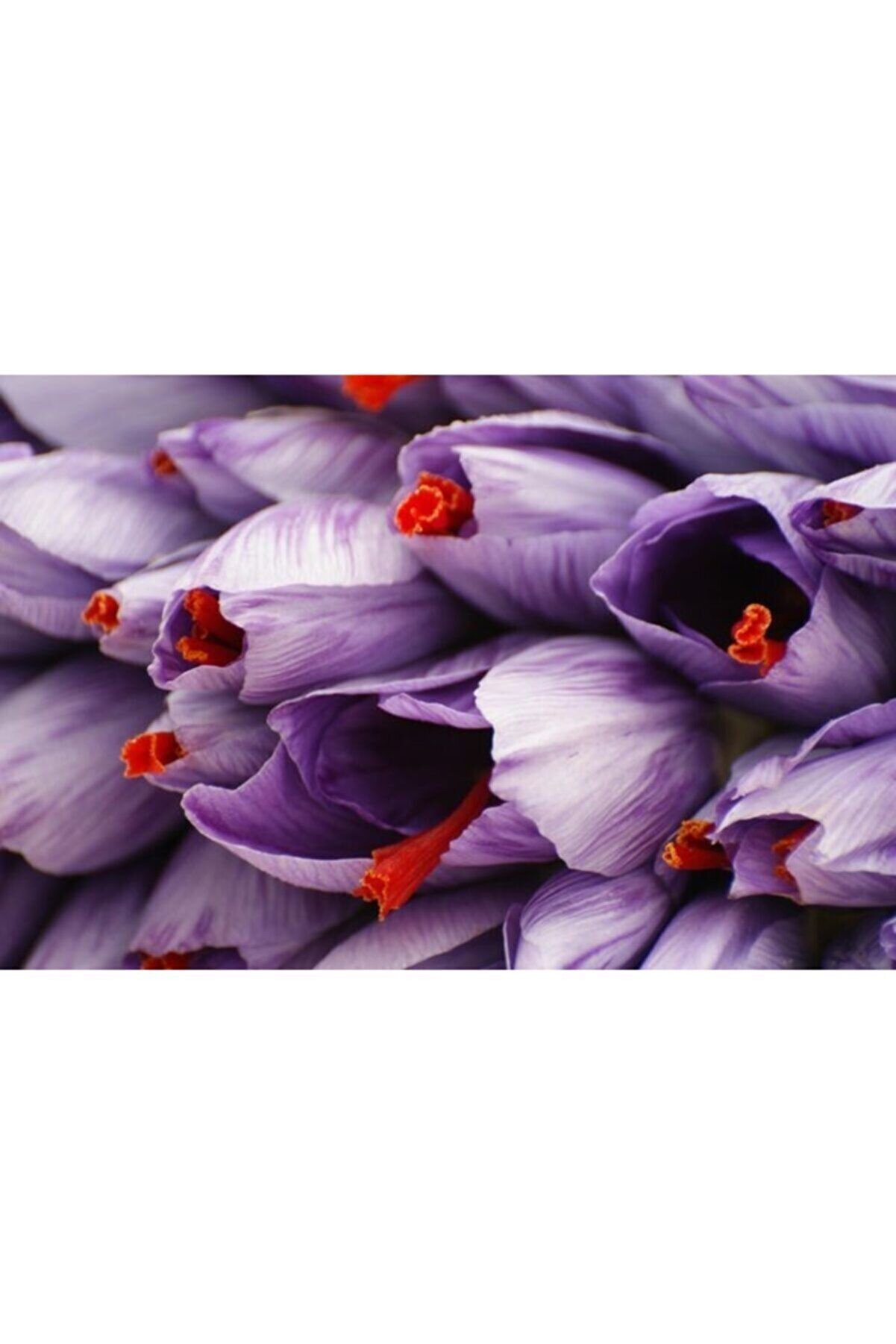 Iran Safran Çi̇çeği̇ Soğanı 10 Adet Orji̇nal Mi̇s Kokulu Soğan Ev Bahçe Içi̇n Ideal