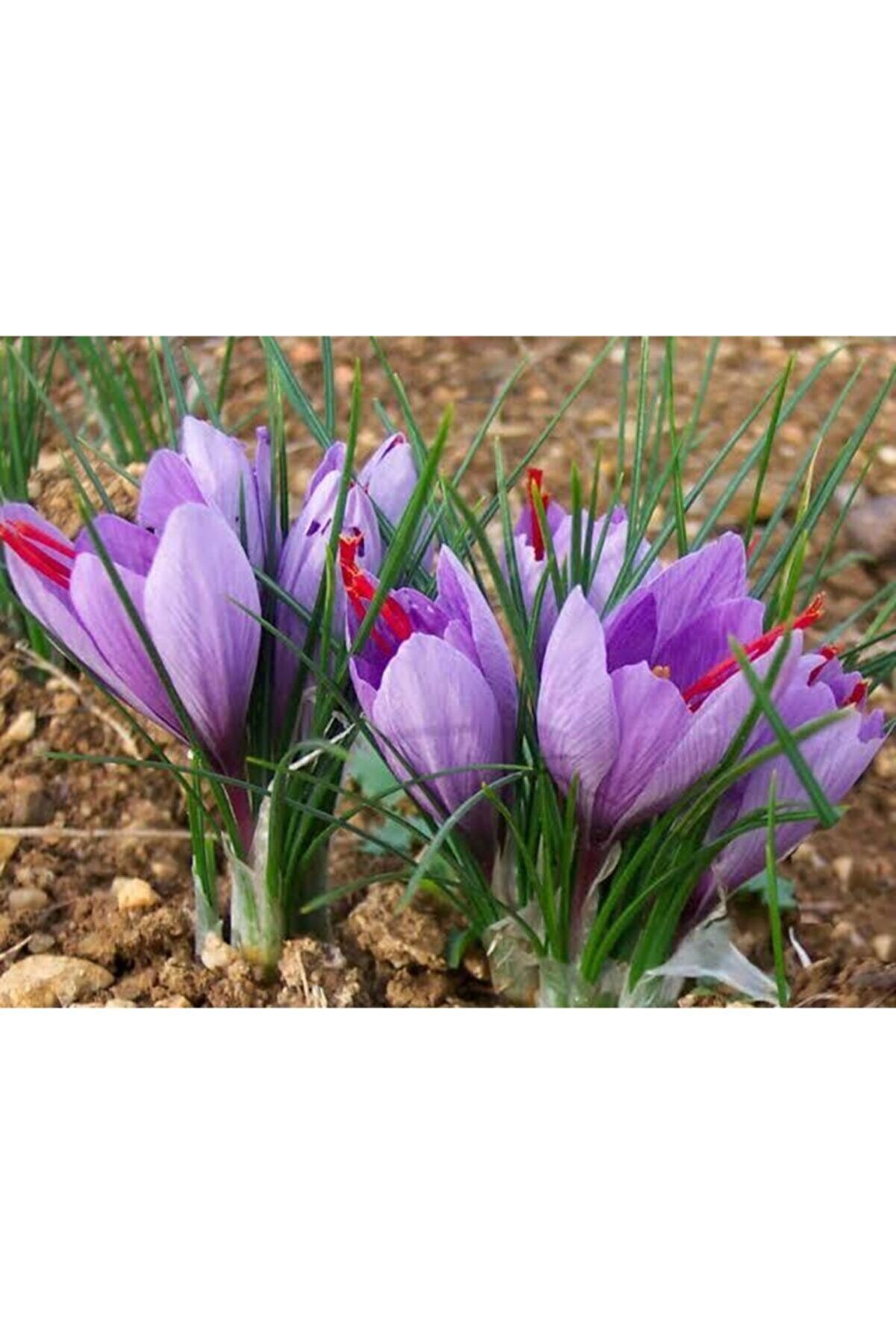 Iran Safran Çi̇çeği̇ Soğanı 10 Adet Orji̇nal Mi̇s Kokulu Soğan Ev Bahçe Içi̇n Ideal