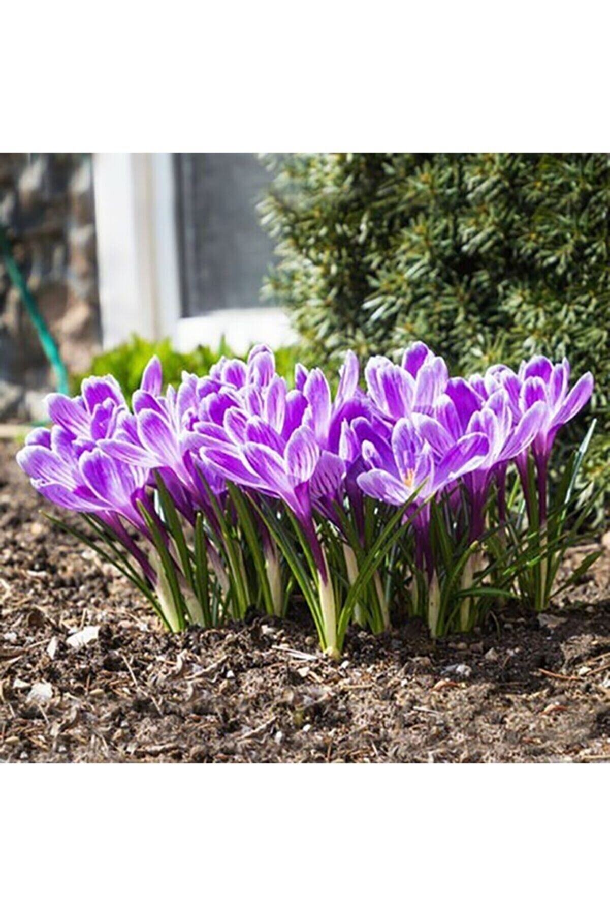 OXE GARDEN Safran Çiçeği Soğanı 10 Adet Orjinal Mis Kokulu Soğan Ev Bahçe Için Ideal