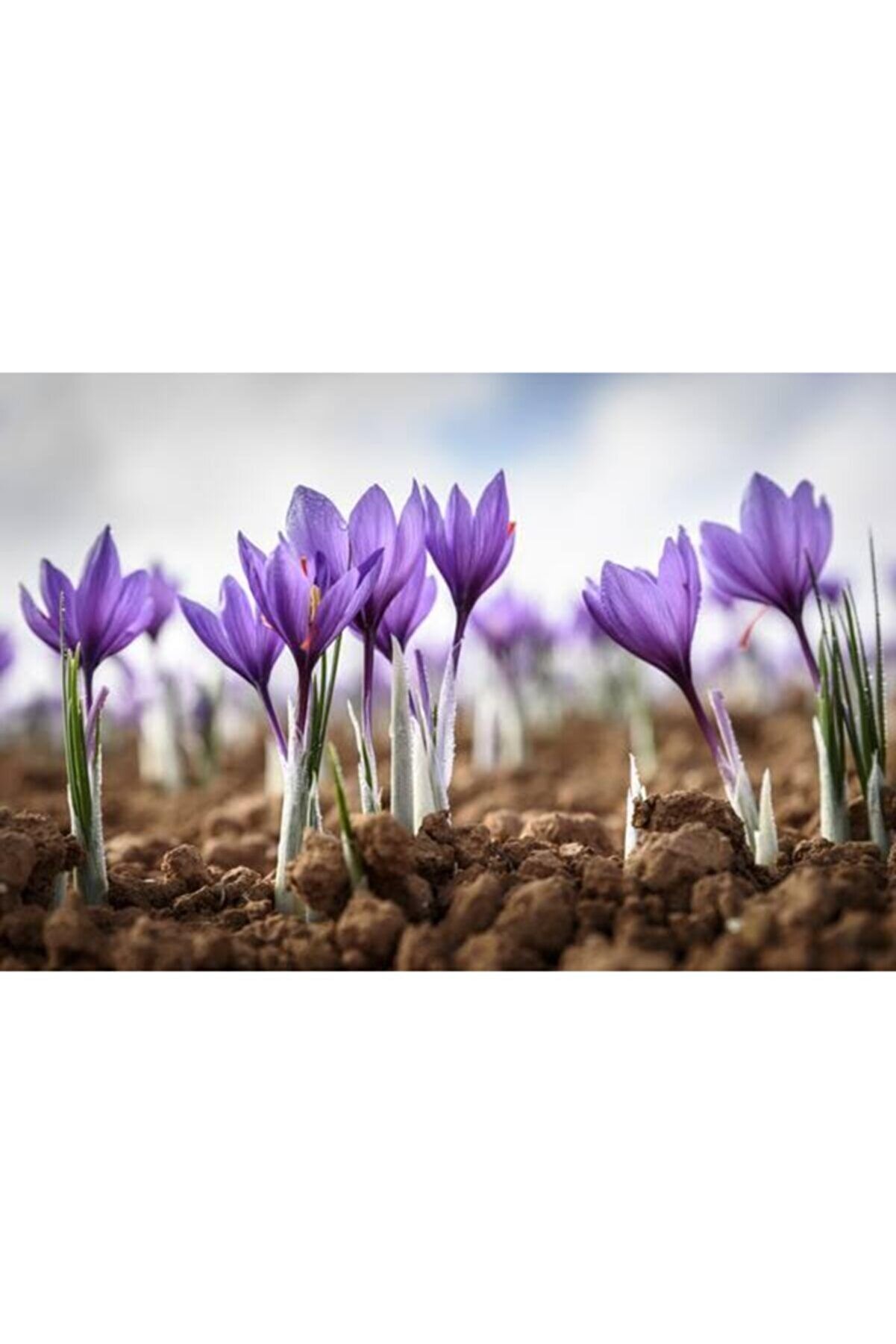 Alanyatropikal Iran Safran Çiçeği Soğanı 10 Adet Orjinal Mis Kokulu Soğan Ev Bahçe Için Ideal