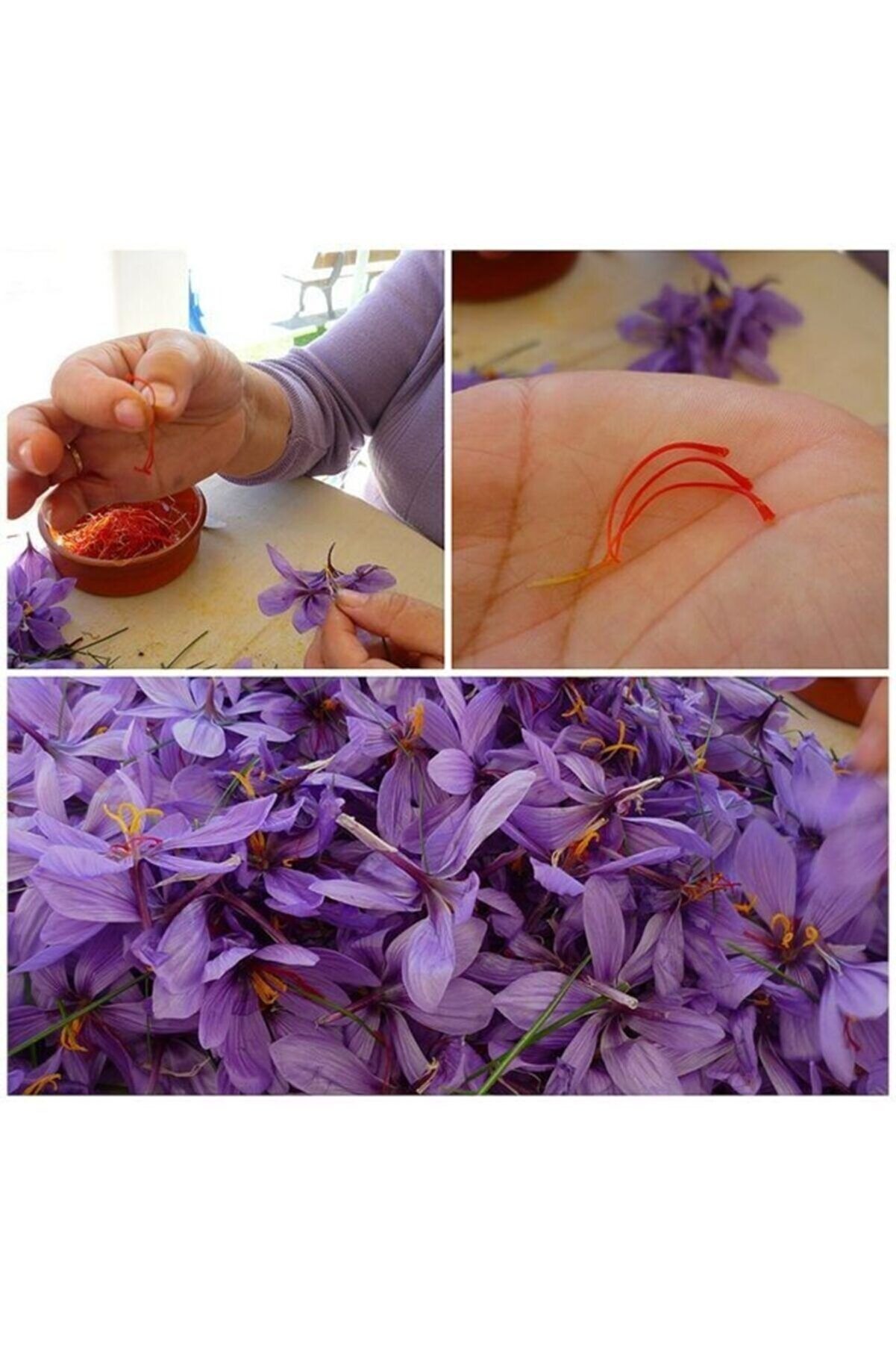 Iran Safran Çi̇çeği̇ Soğanı 10 Adet Orji̇nal Mi̇s Kokulu Soğan Ev Bahçe Içi̇n Ideal