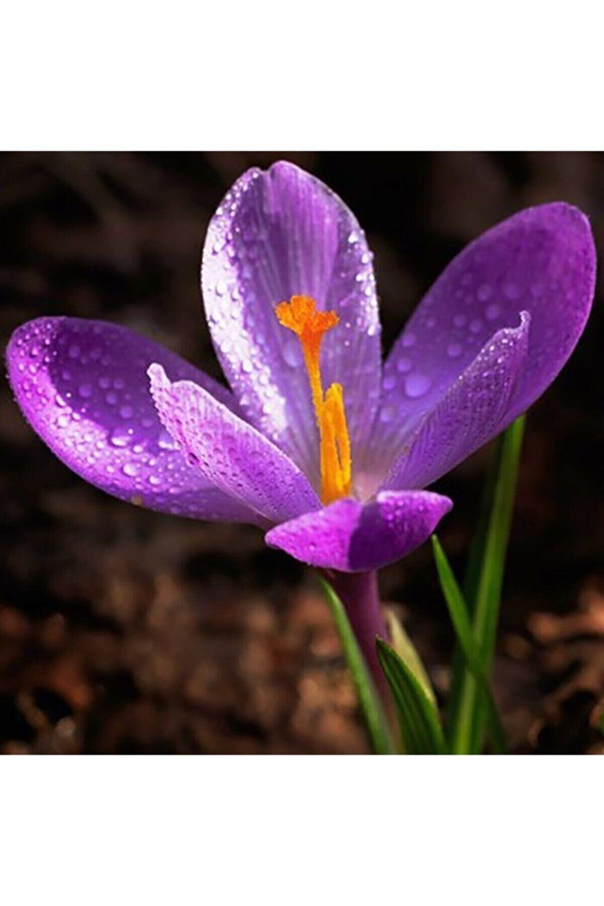 Safran Çi̇çeği̇ Soğanı 10 Adet Orji̇nal Mi̇s Kokulu Soğan Ev Bahçe Içi̇n Ideal