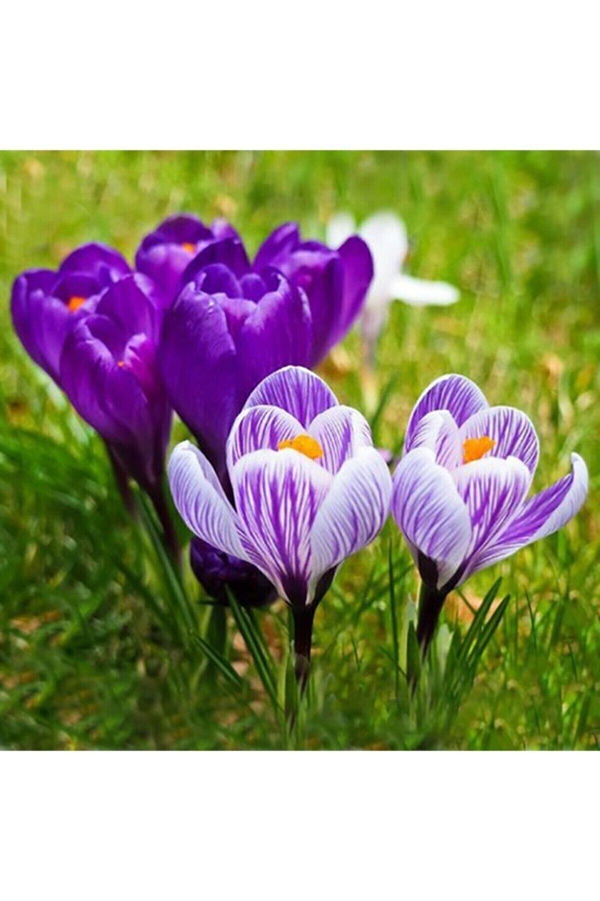 Safran Çi̇çeği̇ Soğanı 10 Adet Orji̇nal Mi̇s Kokulu Soğan Ev Bahçe Içi̇n Ideal