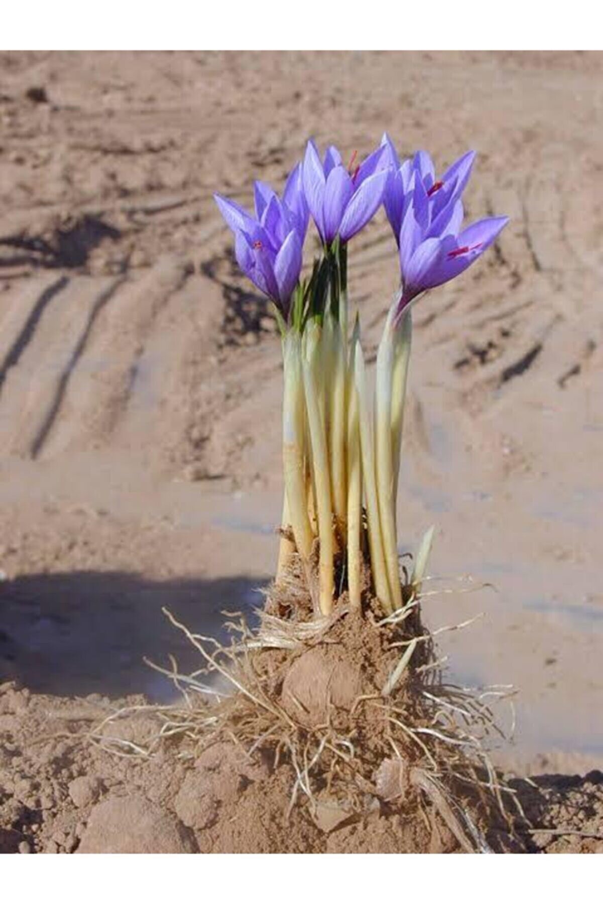 Iran Safran Çi̇çeği̇ Soğanı 10 Adet Orji̇nal Mi̇s Kokulu Soğan Ev Bahçe Içi̇n Ideal