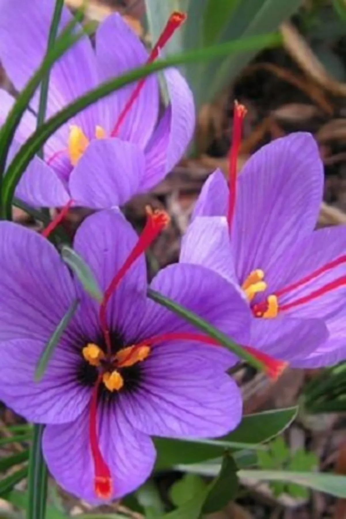 Iran Safran Çi̇çeği̇ Soğanı 10 Adet Orji̇nal Mi̇s Kokulu Soğan Ev Bahçe Içi̇n Ideal