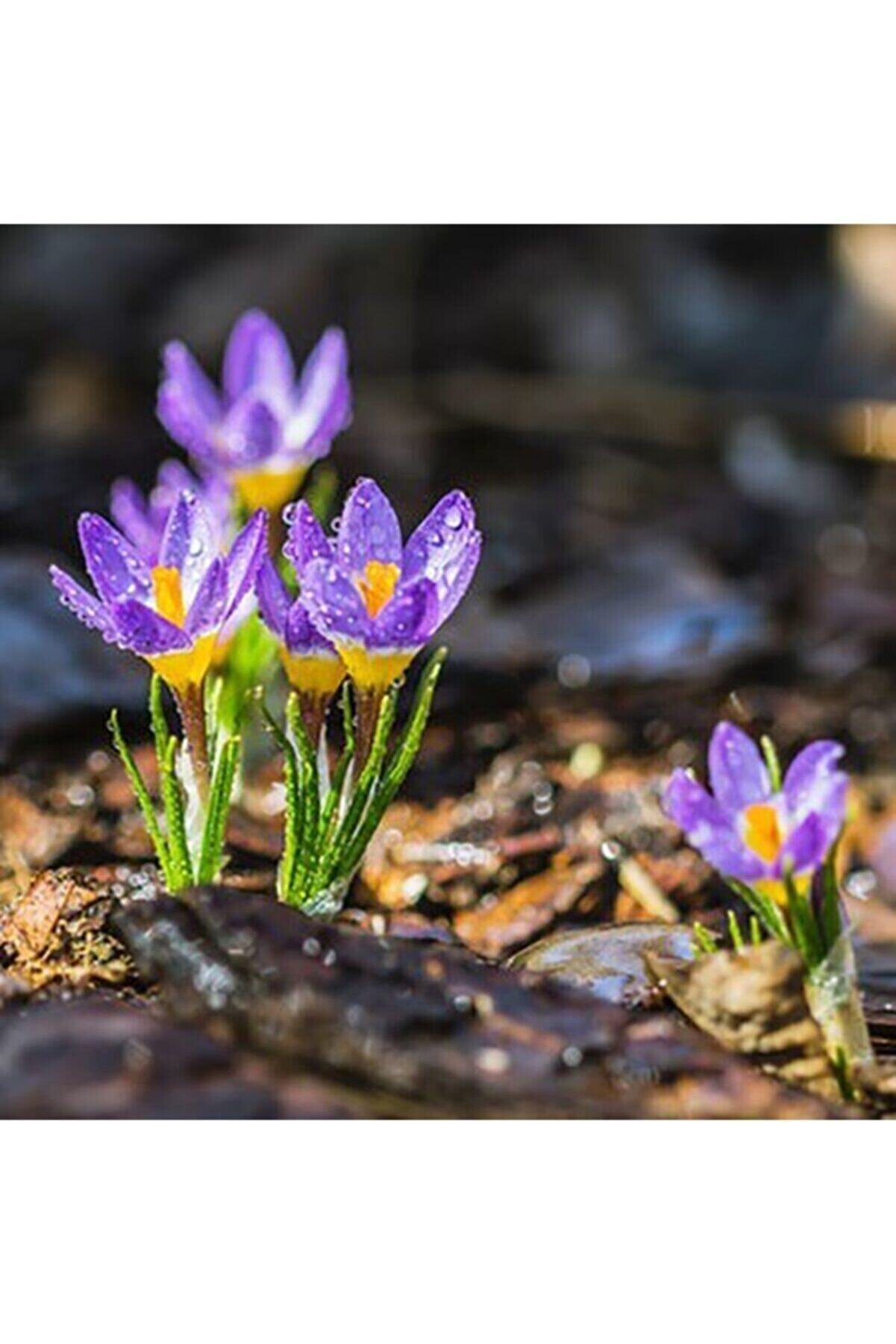 Safran Çi̇çeği̇ Soğanı 10 Adet Orji̇nal Mi̇s Kokulu Soğan Ev Bahçe Içi̇n Ideal