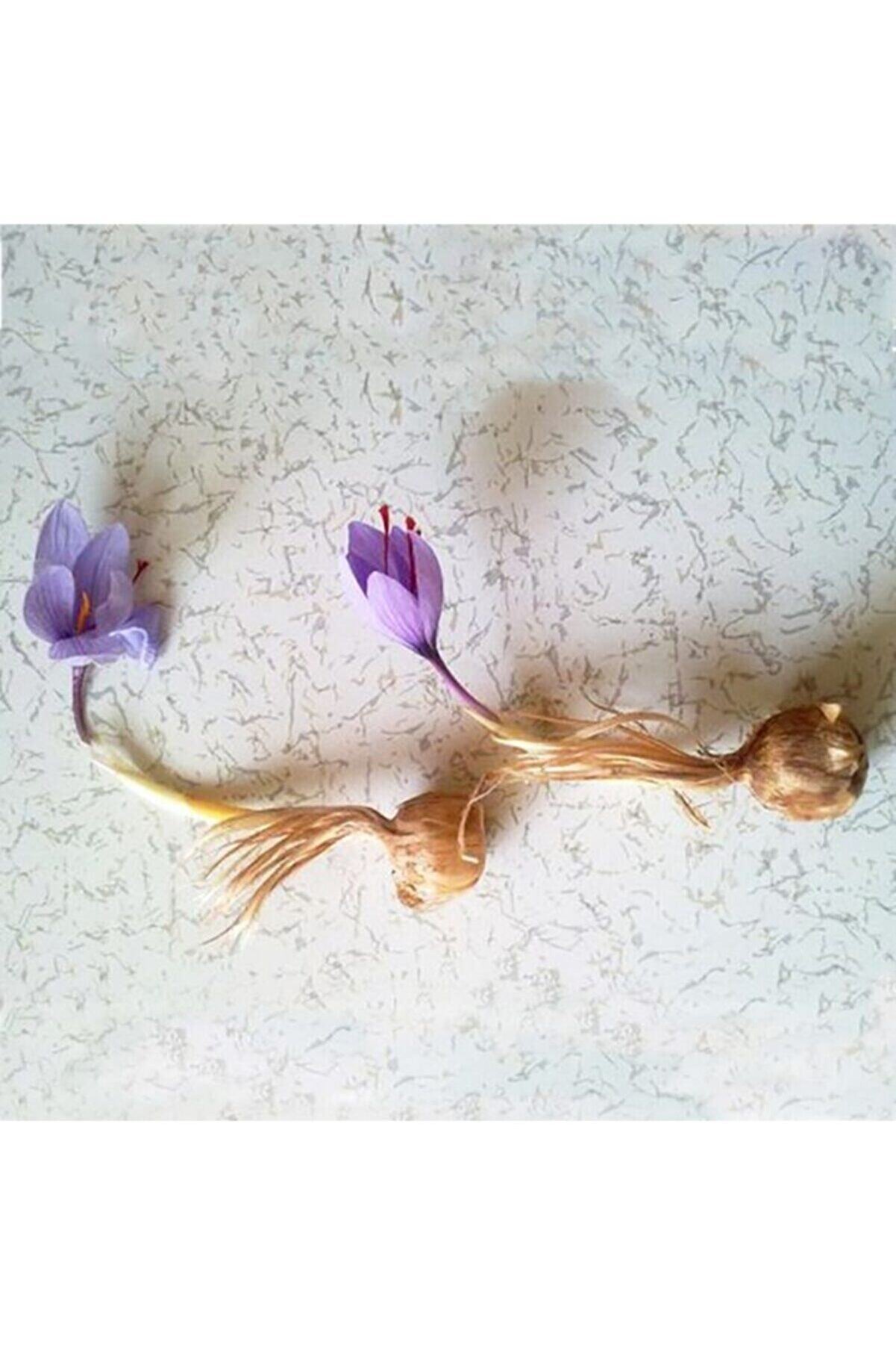 Safran Çi̇çeği̇ Soğanı 10 Adet Orji̇nal Mi̇s Kokulu Soğan Ev Bahçe Içi̇n Ideal